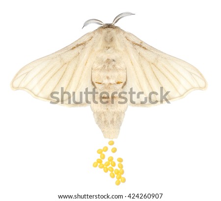 Silkmoth (Bombyx mori) female and egg-laying isolated on a white background Royalty-Free Stock Photo #424260907