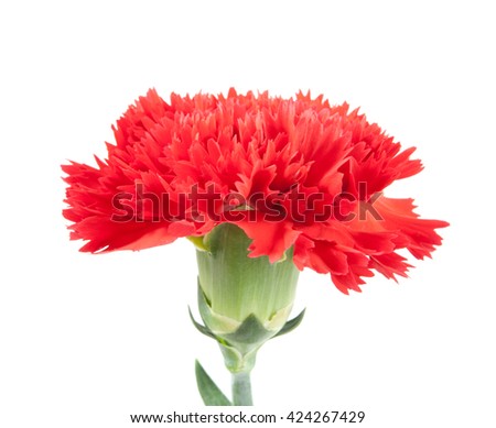 red carnations flower isolated on white background