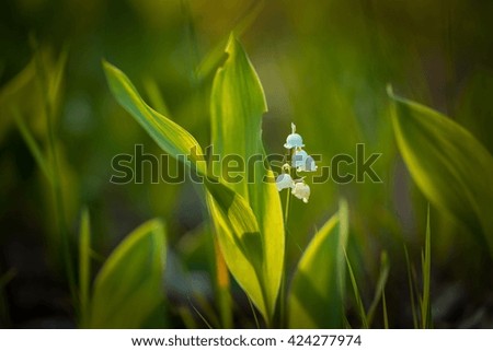 Lily of the valley flowers and leaves growing in forest at may.