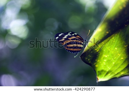 Heliconius ismenius tropical butterfly in a rain forest setting