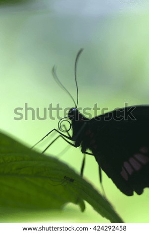 Close-up silhouette of a tropical butterfly against a rain forest background