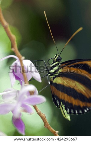 Close-up of tropical red and white butterfly on an orchid