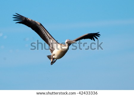 Juvenile Pelican in Flight