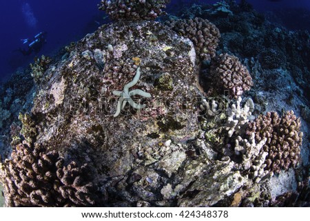 A green sea star with divers swimming in the background