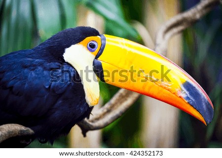Photographie d'oiseau, Toucan, bird