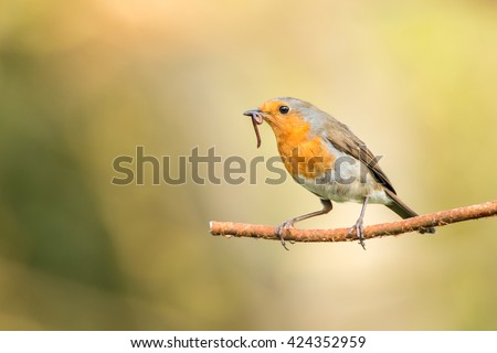 The early bird:
...gets the worm. This is a robin that I have nesting In my garden. I set up near a regularly used perch to wait for this shot.