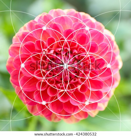 Illustration of spiral arrangement in nature. Fibonacci pattern Royalty-Free Stock Photo #424380532