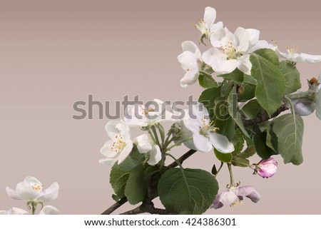 Apple blossoms on dark background inhomogeneous with dew drops