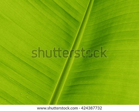 background texture of banana leaf 