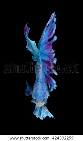 Red and blue siamese fighting fish, betta fish isolated on black background.

