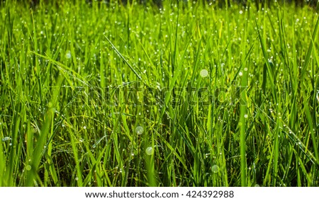Green grass in the park close up. Dew drops close up on fresh green spring grass. Morning sunny day. Abstract nature background. Background.