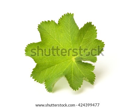 lady's mantle on a white background Royalty-Free Stock Photo #424399477
