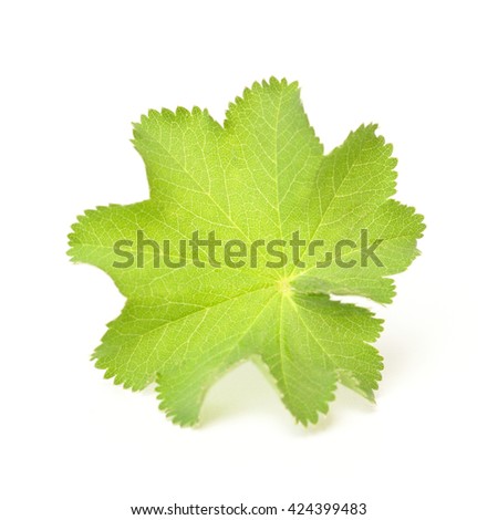 lady's mantle on a white background