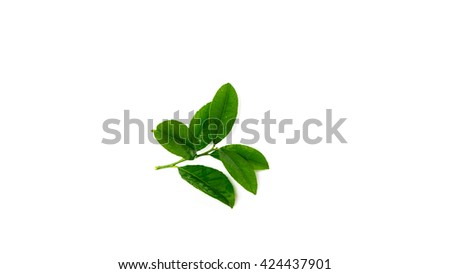Close-up view a leafy branch of fresh green lemon leaves isolated on white background. Its freshly picked from home growth organic garden. Food concept. Panoramic style.