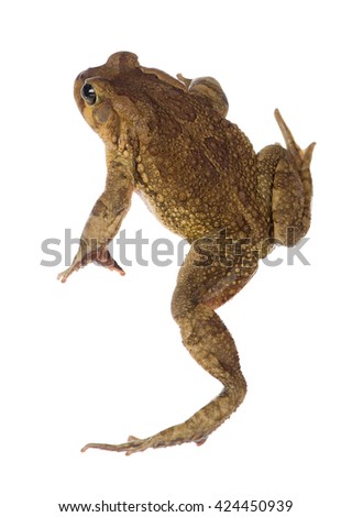 A bird's eye view of a toad is shown.
