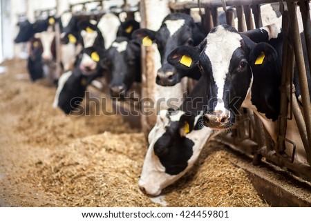 Cows on Farm. Black and white cows eating hay in the stable. Royalty-Free Stock Photo #424459801