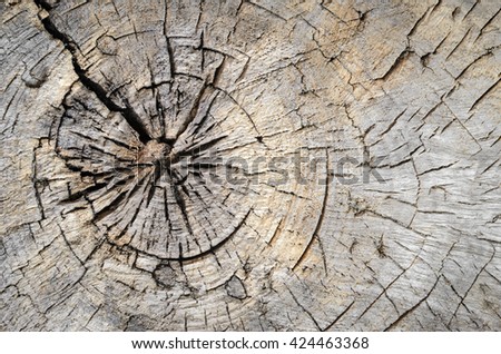 Texture of tree stump, wood background, close-up. Top view