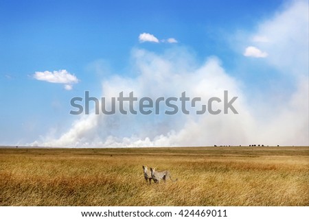 Cheetah in the Serengeti National Park on the background of clouds. Hunting.