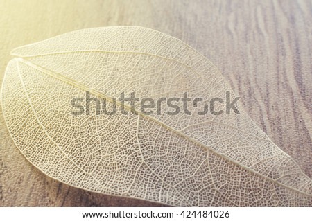 Macro leaves background, retro filter. 