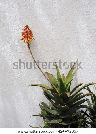 orange cactus flower with shades