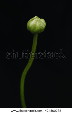  flower bud on black background