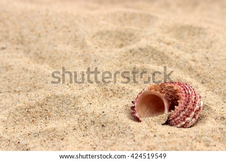 Summer background with cute sea shell on bright soft sand, copy space