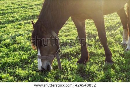 
horse eating grass, sunny days