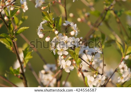 Flowering branch of cherry on natural blured background. Shallow depth of field. Selective focus.
