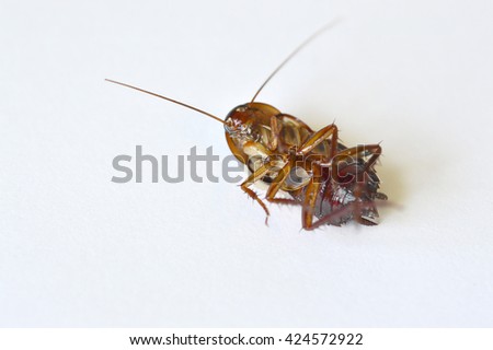 Close-up of brown cockroach on a white background