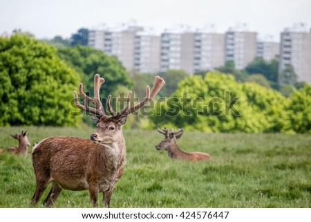 Deer in city park. Urban wildlife landscape.