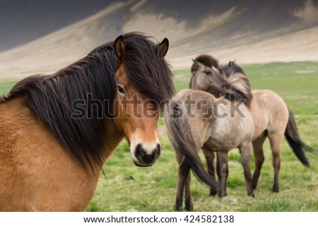 Icelandic Horses Royalty-Free Stock Photo #424582138
