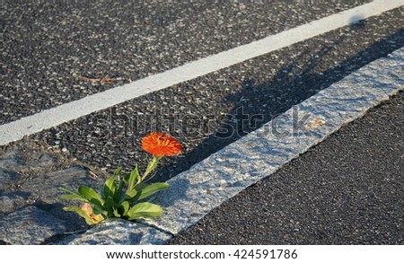 Marigold on the road