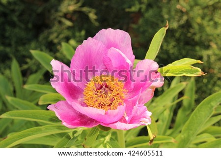 "Garden Peony" flower (or Common Peony) in St. Gallen, Switzerland. Its scientific name is Paeonia Officinalis, native to Southern Europe.