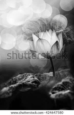 Black and white photography with Lotus flower and blur bokeh background, Abstract beautiful nature background