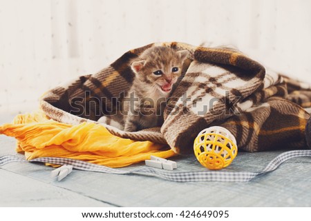 Grey striped newborn kitten in a plaid blanket. Sweet adorable tiny kitten on a serenity blue wood background play with cat toy and ribbon. Small cat. Funny kitten crawling and meowing