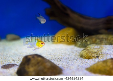 The little tank fish in aquarium