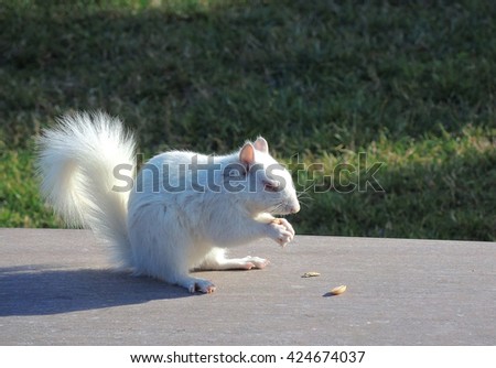    A white squirrel  photographed on the Mall in Washington       