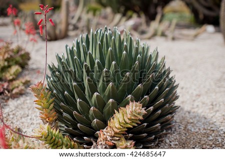 beautiful blooming cactus