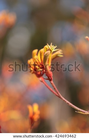 Yellow, orange and red Tall Kangaroo Paws flowers Anigozanthos flavidus blooms in a botanical garden in Australia