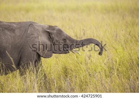 Big elephant. Kenya National Park. Africa.