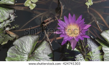  A Purple Lotus Flower in Water Pond with Bees with Blooming Petals for background texture Design.
