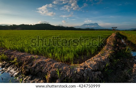 view of Sangkir, Kota Belud Sabah Borneo Malaysia Paddy Field. Mount Kinabalu the highest Mount in South East Asia as a background. Image contain some blur and soft focus area.
