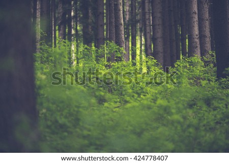 Mysterious dark pine forest