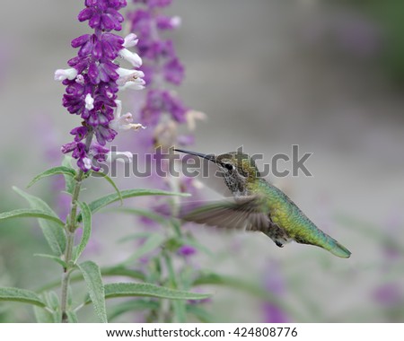 Anna's hummingbird hovering and feeding on Mexican Bush Sage. Photo taken in Southern California.