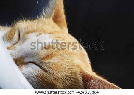 Sleeping white yellow mottle cat with black background. Close up tilt angle.