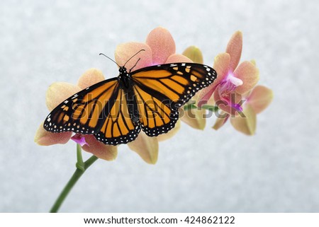 A newly hatched butterfly rests on this orchid with wings spread wide and ready for flight. A sparkly background, horizontal, and plenty of copy space.