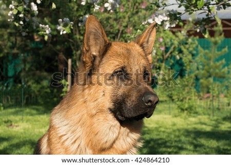 German Shepherd dog on the forest
