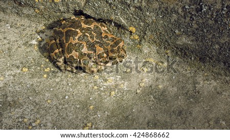 Brown frog or toad sitting motionlessly stationary. Nature wildlife concept.