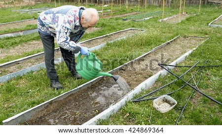 Senior elderly aged old man waters pours showers and hoses a vegetable bed in the kitchen garden outside the house. Country rural agricultural scene.