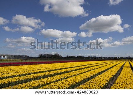 Yellow tulips in the spring with a beautiful cloudy sky. Nature spring picture